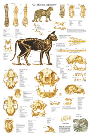 Cat Anatomy Charts and Posters