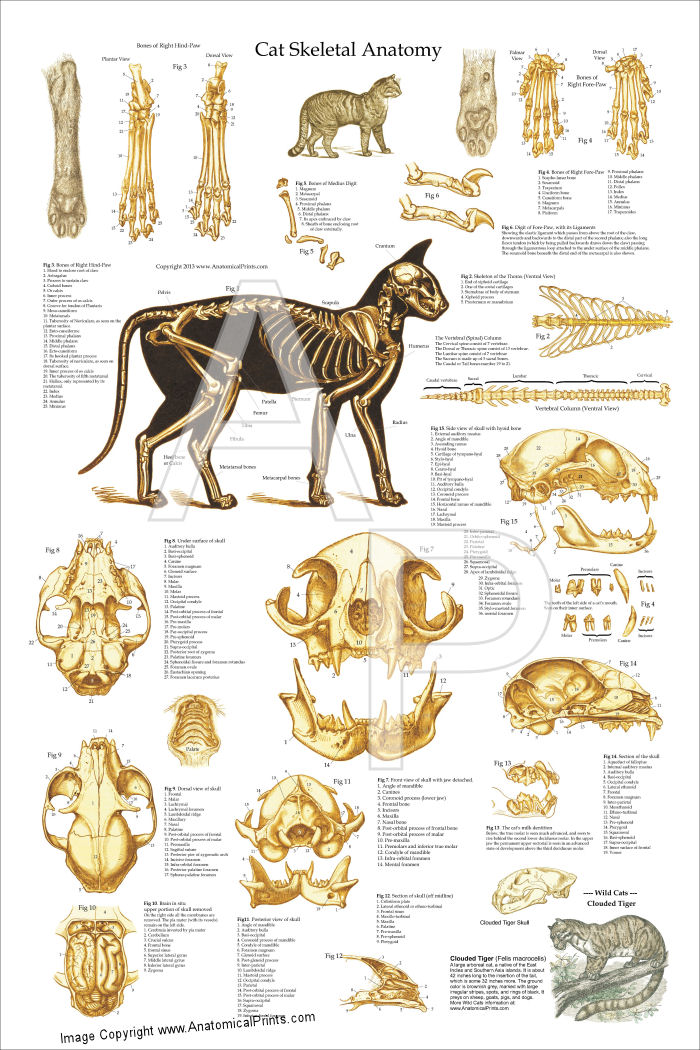 Skeletal Anatomy of the Domestic Cat Poster