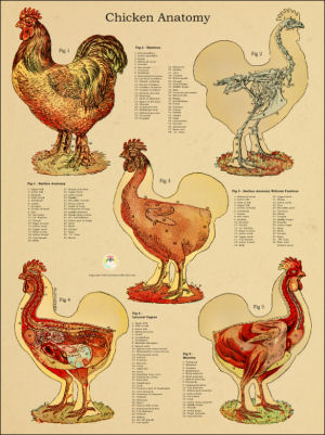 Chicken Hen Anatomy Charts and Posters