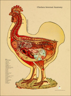 Chicken Hen Anatomy Charts and Posters