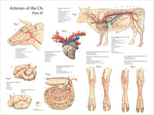 Cow Anatomy Posters