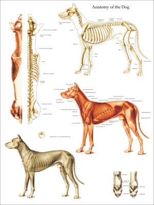 Dog Anatomical Charts and Posters