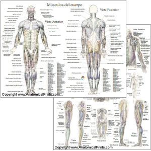 Spanish for Healthcare Professionals Chart