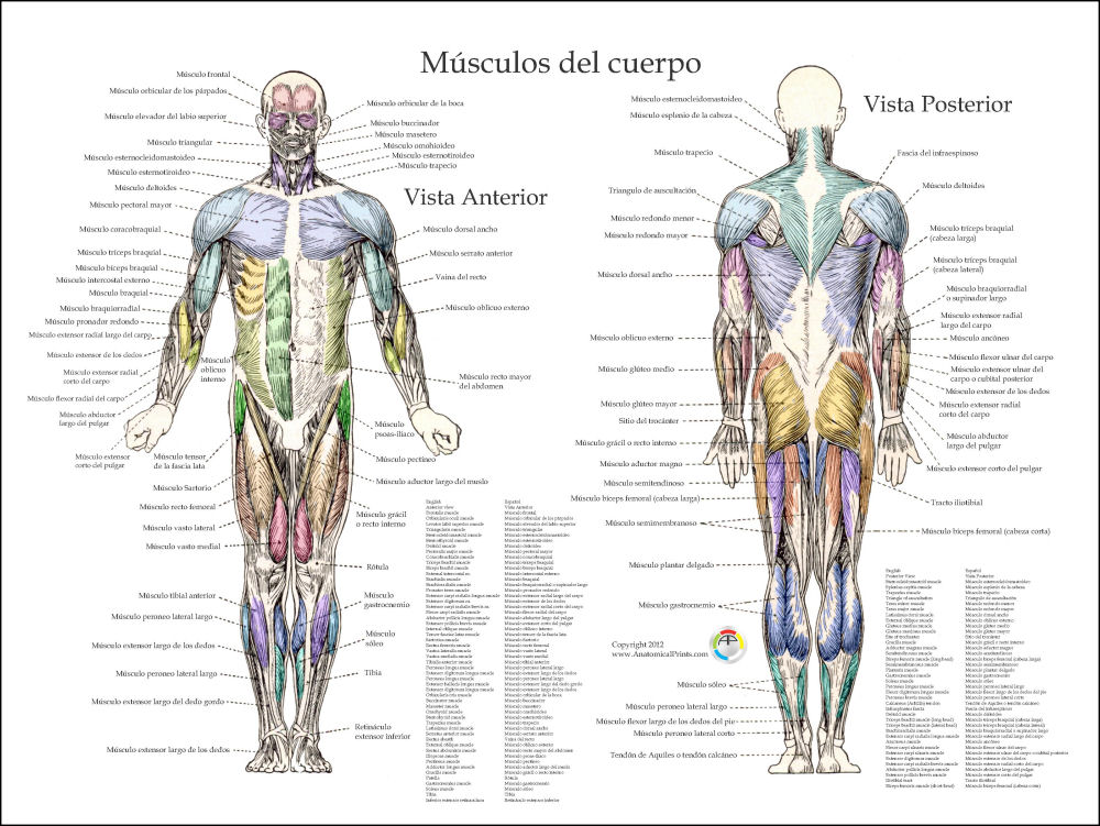 Muscle Anatomy Posters in Spanish