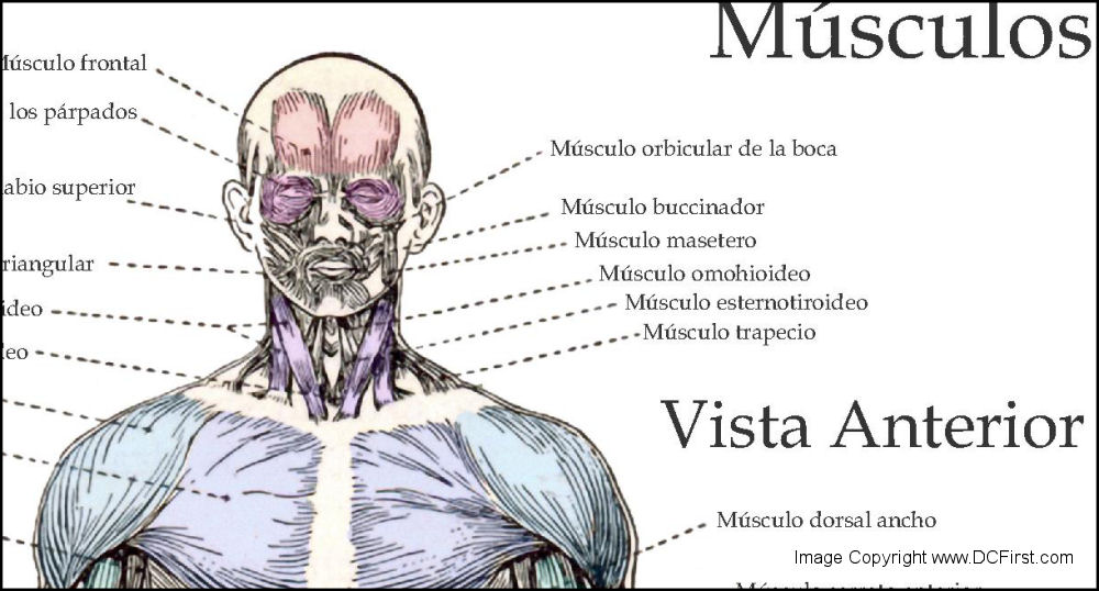 muscle-anatomy-posters-in-spanish