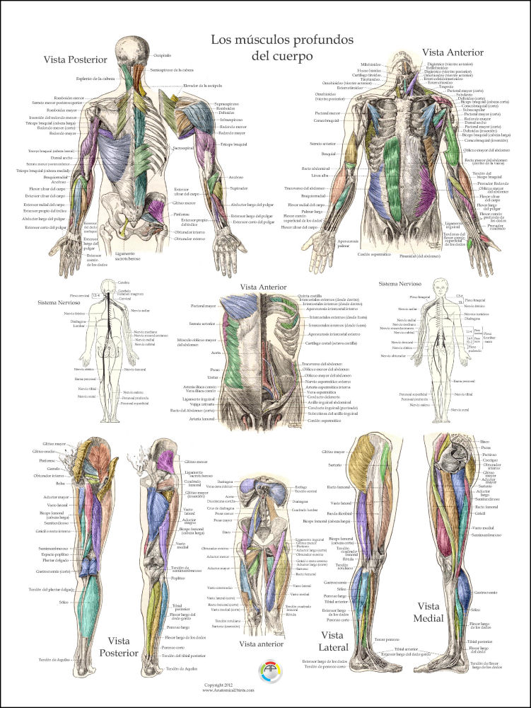 muscle-anatomy-posters-in-spanish