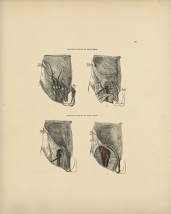 Scriptum Anatomy Vintage Reproduction Anatomical Prints