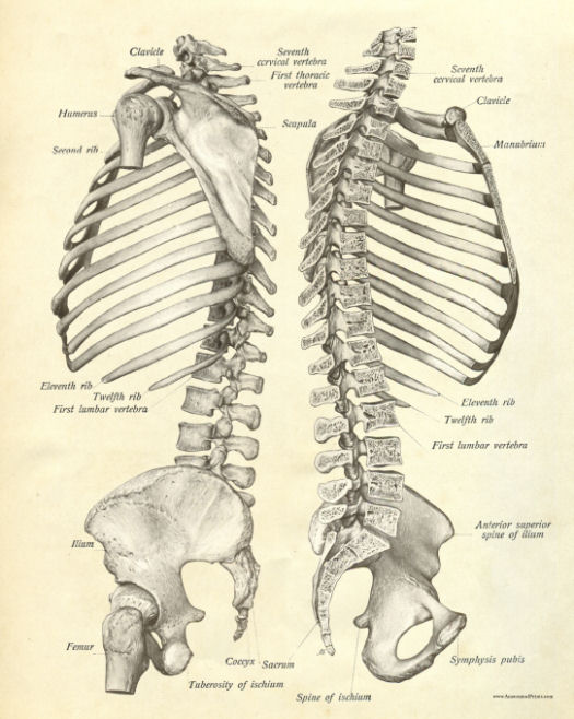 Rib Cage Anatomy Female : Female Rib Cage And Spine Photograph by Hank ...