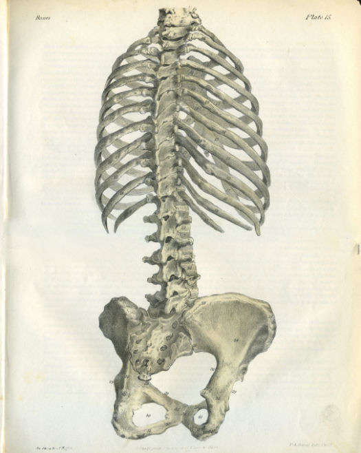 Posterior Human Spine and Rib Cage Print