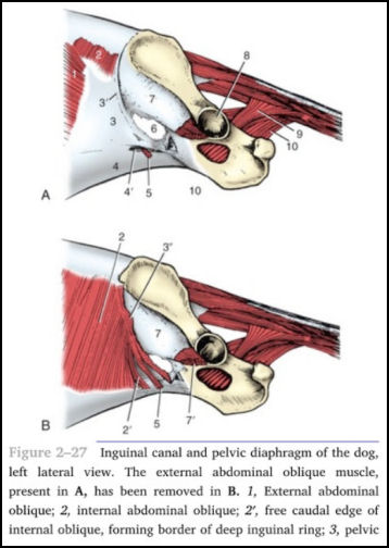 Dog Pelvis Anatomyy