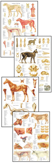 Veterinary Anatomy Posters