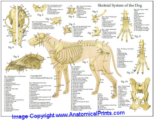 Dog Skeletal Anatomy Chart 8 x 11