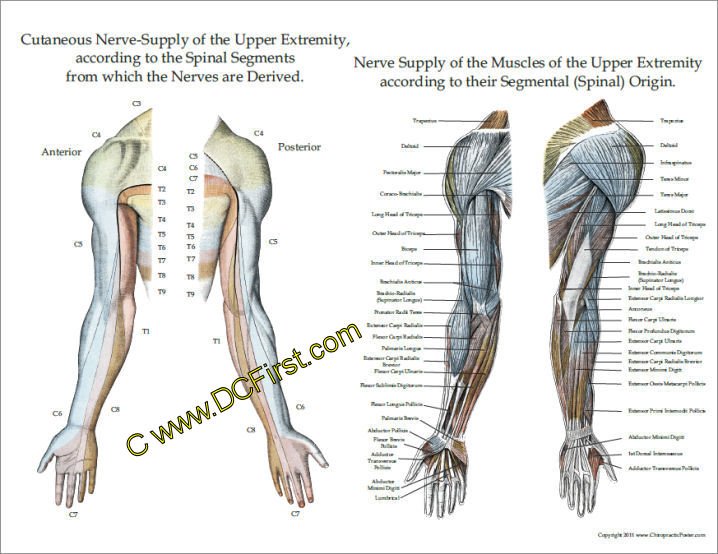 nerve-innervation-of-upper-and-lower-extremities