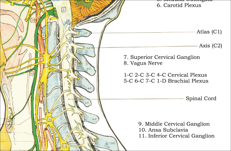 Autonomic Nervous System Poster 24 x 36