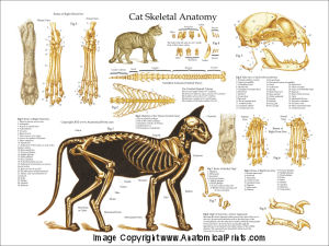 Veterinary Anatomical Charts and Posters