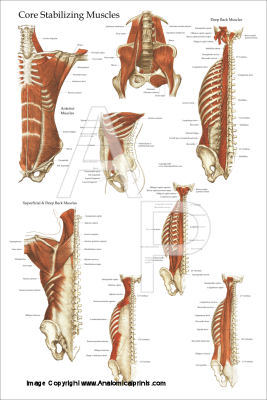 Anatomical Charts and Posters 24 X 36