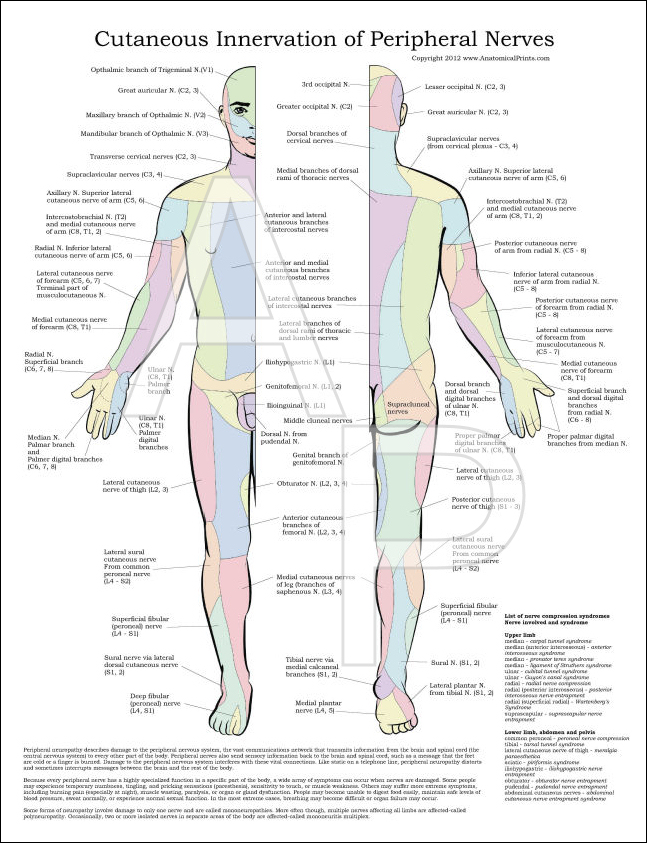 Surface Topography Anatomy Poster