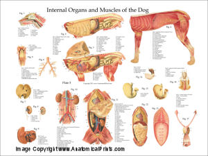 Dog Anatomical Charts and Posters