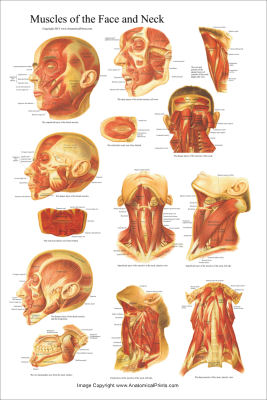 Anatomical Charts and Posters 24 X 36