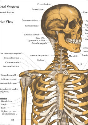 Skeletal Anatomy Poster 24 X 60