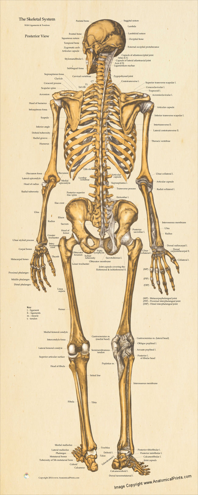 Skeletal Anatomy Poster 24 X 60