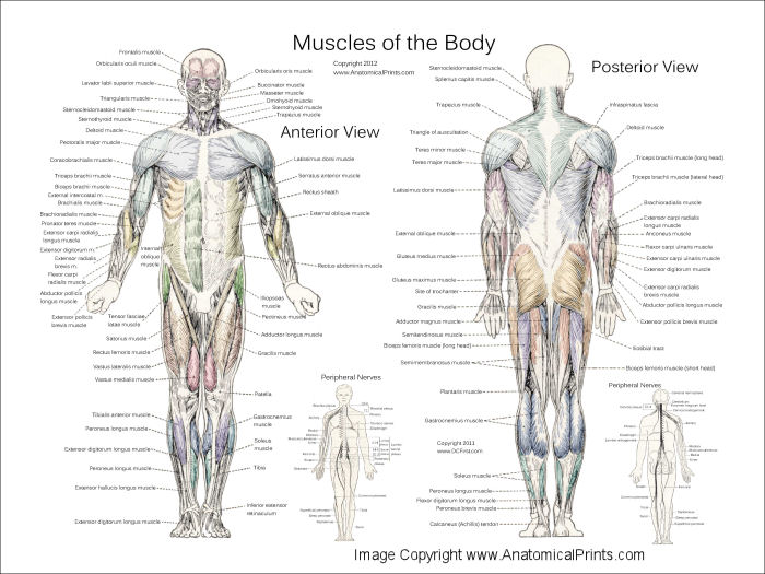 Muscle Anatomy Posters - Anterior, Posterior & Deep Layers