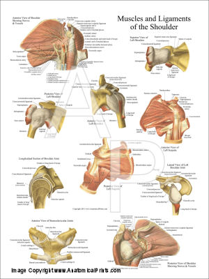 Anatomical Charts and Posters