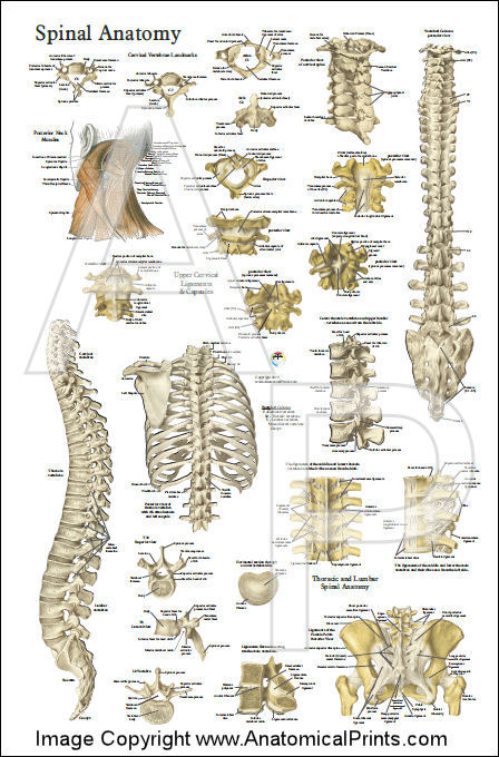 Spine Anatomy Poster - Anterior, Posterior and Deep Layers