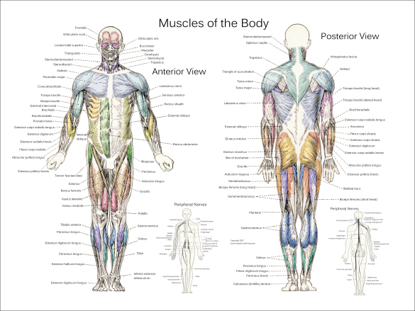 Muscle Anatomy Posters Anterior Posterior And Deep Layers Images And Photos Finder