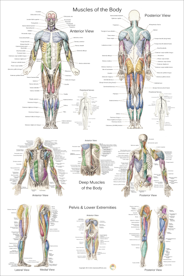 Human Muscle Anatomy Poster 