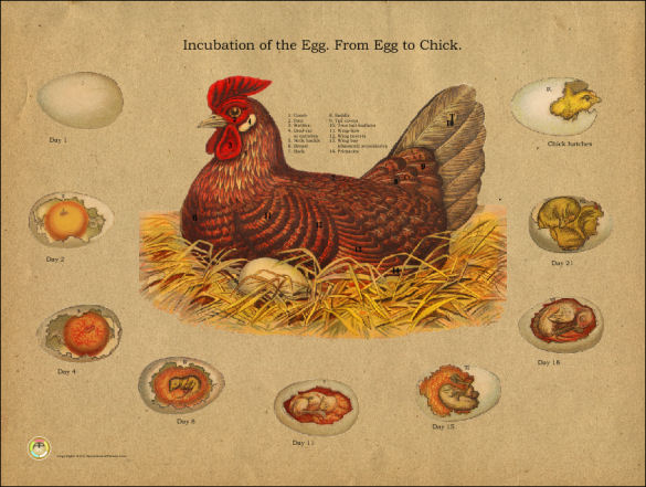 Incubation of the Chicken Egg Poster