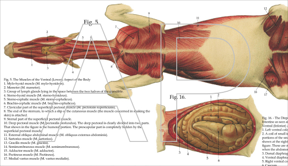 Horse Anatomy Poster 24 x 36