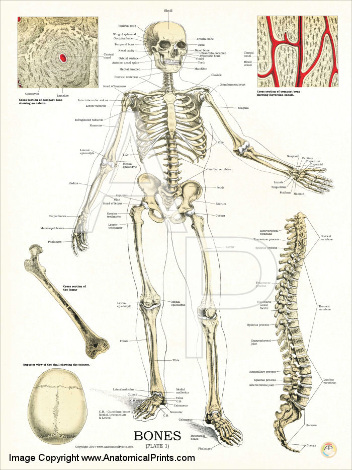 Skeletal System Anatomy Chart 18 X 24